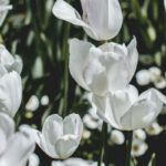 white tulips